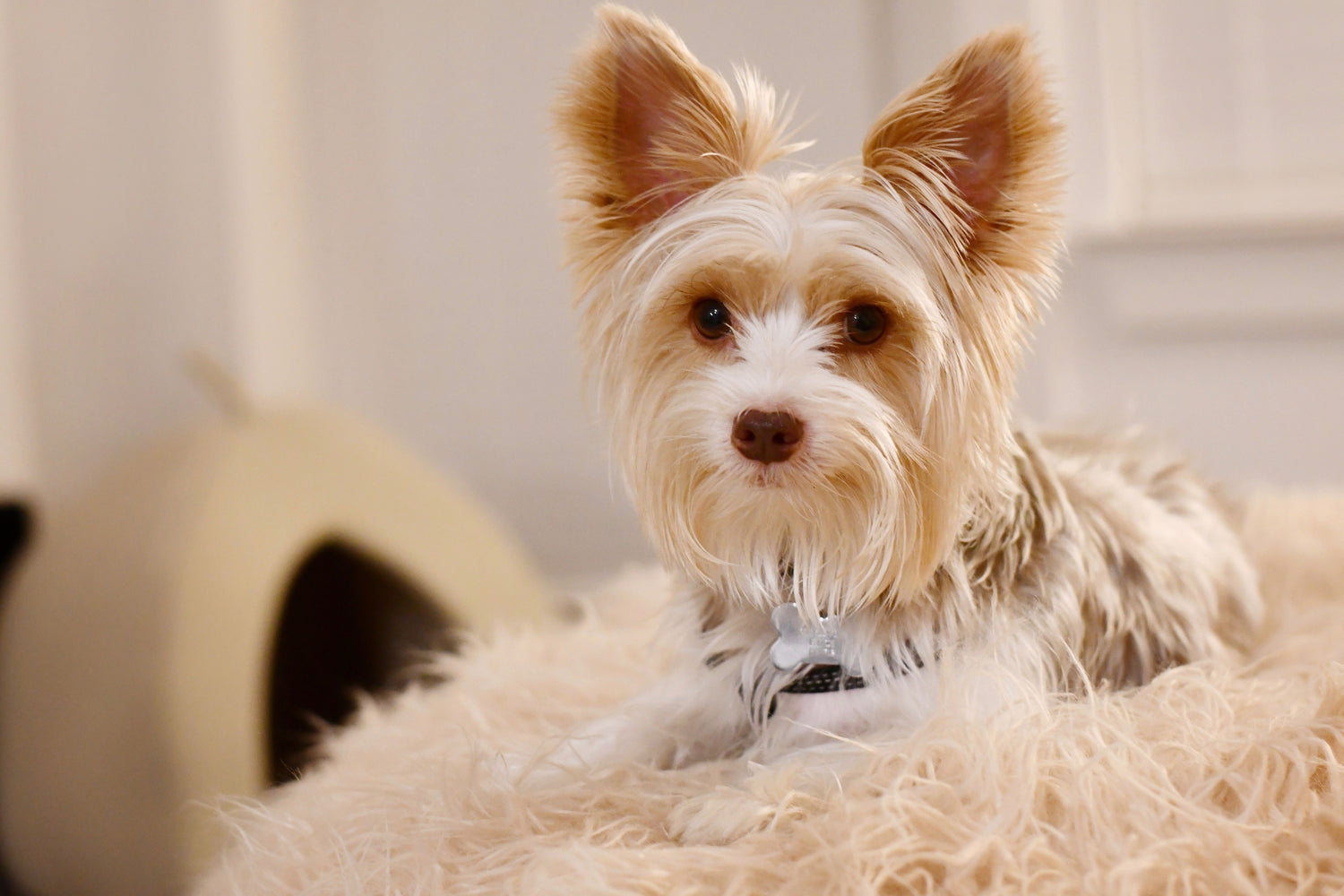 Dog Dry Food