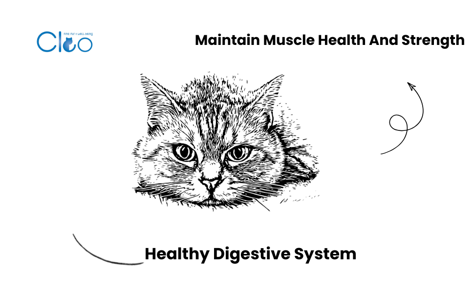 maintain muscle health and strength Cleo Seafood Dry Cat food For Adult Cats In UAE Free Delivery By Hunger Fixer