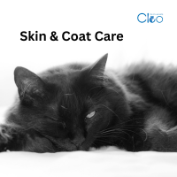 cleo dry cat food for skin and coat care Cleo Seafood Dry Cat food For Adult Cats In UAE Free Delivery By Hunger Fixer